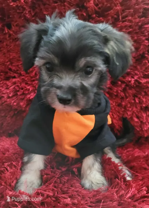 Benji – Maltipoo puppy for sale in Fontana, CA