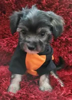 Benji, a male Maltipoo for sale in Fontana, CA – 1 of 4