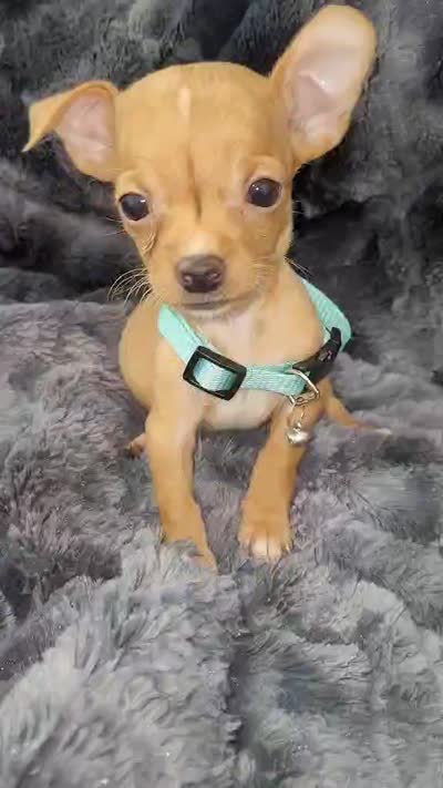 RABITO, a male Chihuahua for sale in Fontana, CA – 6 of 6