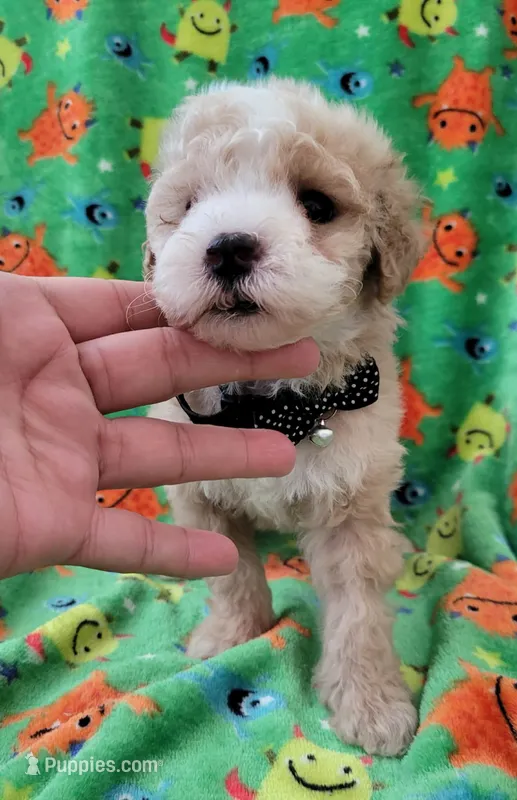 TEDDY – Poodle - Toy  puppy for sale in Dallas, TX