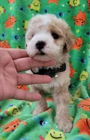 TEDDY, a male Poodle - Toy  for sale in Dallas, TX – 1 of 5