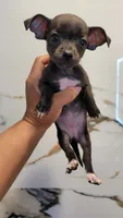 LIL TEACUP MITZI, a female Chihuahua for sale in Fontana, CA – 2 of 3