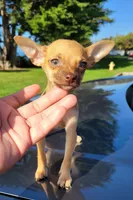LIL TEACUP RED , a male Chihuahua for sale in Covina, CA – 5 of 8