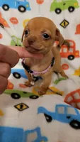 Mitsi , a female Chihuahua for sale in Dallas, TX – 2 of 5