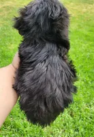 Shadow, a male Maltipoo for sale in Fontana, CA – 5 of 5