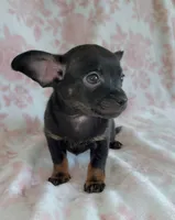 LIL TINY JERRY, a male Chihuahua for sale in Dallas, TX – 3 of 4