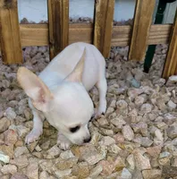 LIL JERRY , a male Chihuahua for sale in Bakersfield, CA – 5 of 10