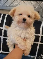 Lil JERRY, a male Maltipoo for sale in Moreno Valley, CA – 3 of 5