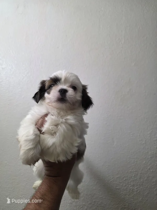 SHIHTZU COCO – Shih Tzu puppy for sale in Fontana, CA