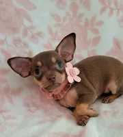 POCKET SIZE MAGGIE, a female Chihuahua for sale in Dallas, TX – 4 of 6