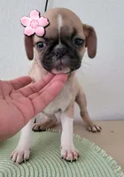 Molly, a female Pug for sale in Dallas, TX – 2 of 2