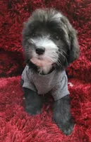 RUFFO, a male Maltipoo for sale in Fontana, CA – 3 of 4