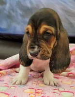 VILMA, a female Basset Hound for sale in Dallas, TX – 2 of 7