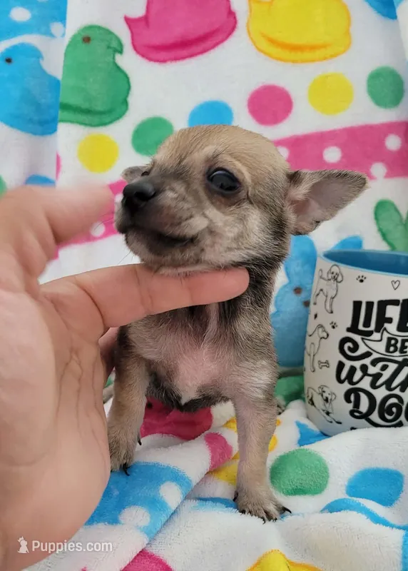 TEACUP LIL LUCKY, a male Chihuahua for sale in Dallas, TX – Photo 1 of 1