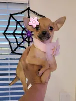Rosy, a female Chihuahua for sale in Mesquite, TX – 3 of 3