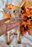 DEER HEAD MINITOYCANELO (DELIVERY AVAILABLE), a male Chihuahua for sale in Fontana, CA – 1 of 4