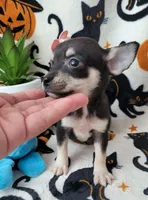 Teacup MITZI, a female Chihuahua for sale in Fontana, CA – 5 of 5