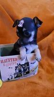 TEACU MOLLY, a female Chihuahua for sale in Fontana, CA – 4 of 4