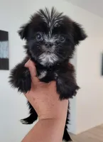 Lil TEACUP MORKIE 3, a male Morkie for sale in Moreno Valley, CA – 3 of 3