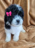 Clara, a female Poodle - Miniature  for sale in Fontana, CA – 5 of 7