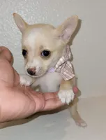 Molly, a female Chihuahua for sale in Dallas, TX – 4 of 4