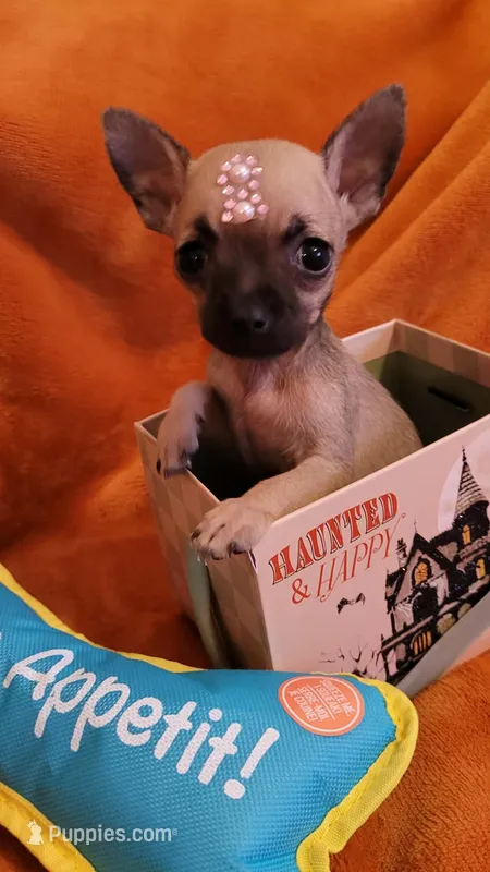TEACUP DEBBY ( DELIVERY AVAILABLE) – Chihuahua puppy for sale in Fontana, CA