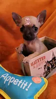 TEACUP DEBBY ( DELIVERY AVAILABLE), a female Chihuahua for sale in Fontana, CA – 1 of 4