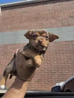 Winston, a male Chihuahua for sale in Dallas, TX – 2 of 4