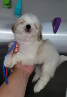 Max , a male Shih Tzu for sale in Dallas, TX – 4 of 4