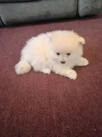 BEAR FACE ALVIN, a male Pomeranian for sale in Fontana, CA – 2 of 2