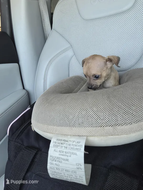 TEACUP MAX – Chihuahua puppy for sale in Dallas, TX