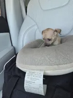 TEACUP MAX, a male Chihuahua for sale in Dallas, TX – Photo 1 of 3