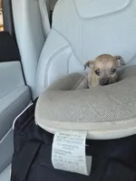 TEACUP MAX, a male Chihuahua for sale in Dallas, TX – Photo 3 of 3