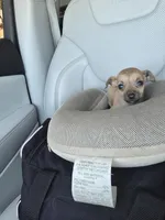 TEACUP MAX, a male Chihuahua for sale in Dallas, TX – Photo 2 of 3