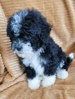 Benji, a male Poodle - Miniature  for sale in Fontana, CA – 5 of 8