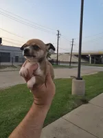 TEACUP JERRY, a male Chihuahua for sale in Dallas, TX – Photo 6 of 6
