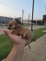 TEACUP JERRY, a male Chihuahua for sale in Dallas, TX – Photo 5 of 6