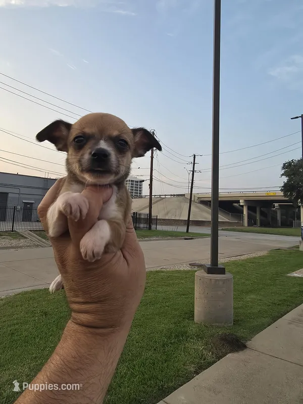 TEACUP JERRY, a male Chihuahua for sale in Dallas, TX – Photo 1 of 6