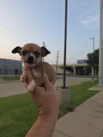 TEACUP JERRY, a male Chihuahua for sale in Dallas, TX – Photo 2 of 6