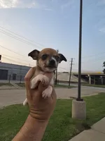 TEACUP JERRY, a male Chihuahua for sale in Dallas, TX – Photo 3 of 6