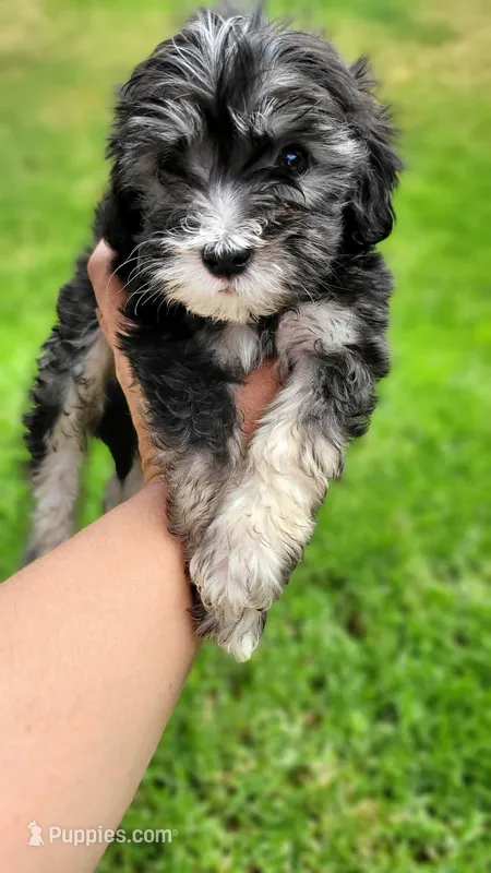 Shadow – Maltipoo puppy for sale in Fontana, CA