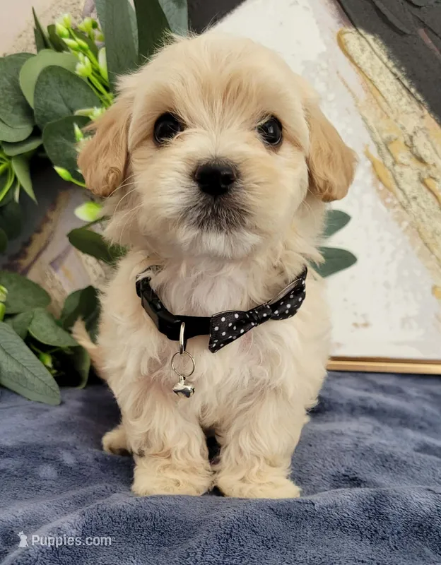 Benji – Maltipoo puppy for sale in Garland, TX