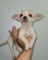 LIL TINY TOY TOMMY, a male Chihuahua for sale in Moreno Valley, CA – 4 of 6