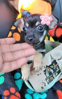 TEACU MOLLY, a female Chihuahua for sale in Mesquite, TX – 1 of 4