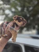 Winston, a male Chihuahua for sale in Dallas, TX – 6 of 10