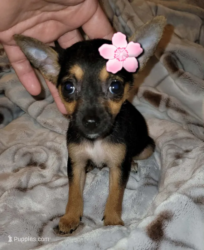 LIL TEACU RITA – Chihuahua puppy for sale in Garland, TX