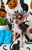 TEACUP SMITTY, a male Chihuahua for sale in Fontana, CA – 6 of 7