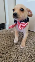 PACO, a male Chihuahua for sale in Dallas, TX – 2 of 4