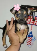 LIL TEACU RITA, a female Chihuahua for sale in Garland, TX – 3 of 3