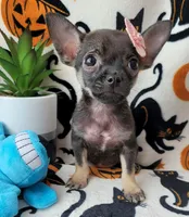 TEACUP LILI, a female Chihuahua for sale in Fontana, CA – 7 of 8